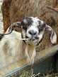 Goat eating hay
