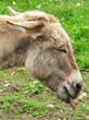 Donkey in profile with it's tongue sticking out