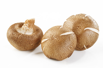 Wall Mural - shiitake on white background