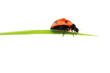 Canvas Print - ladybug on grass