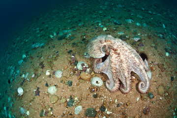 giant octopus dofleini walking on sea floor