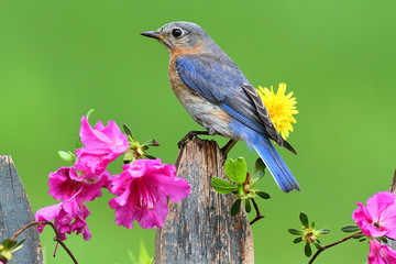 Aufkleber - Eastern Bluebird