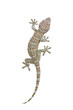 Tokay gecko - Gekko gecko isolated on white background
