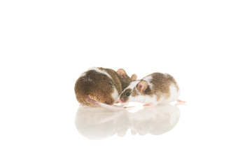 Two cute grey home mouse with white spots sit on white backgroun