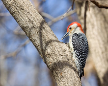 Red Bellied Woodpecker Eating A Piece Of Corn