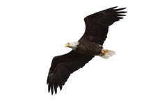 Spread Wing Bald Eagle Soars Across The Sky