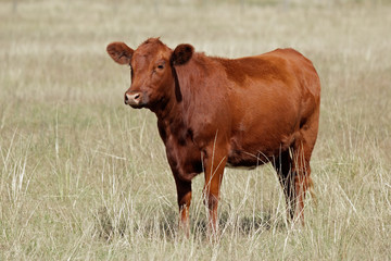 Wall Mural - Red angus cow on pasture