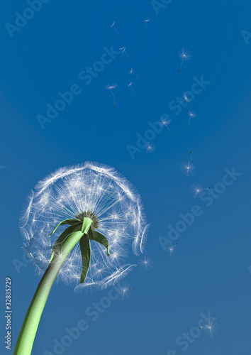 Obraz na płótnie canvas czteroczęściowy "tetraptyk" 3d dandelion
