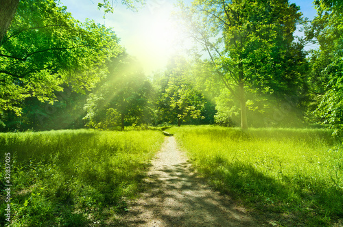 Naklejka ścienna Waldweg