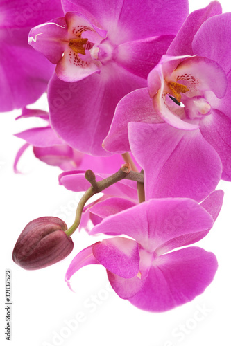 Tapeta ścienna Kwiaty różowe storczyków (phalaenopsis), pojedyncze, białe tło