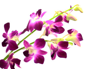 Sticker - Dendrobium Phalaenopsis