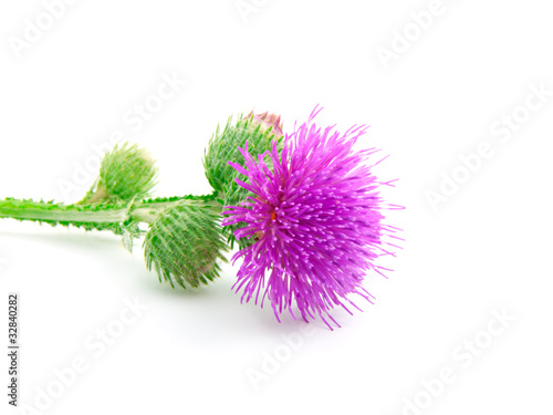 Fotografía Inflorescence of Greater Burdock