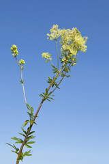 Wall Mural - meadow rue