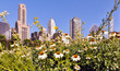 Daisies in the city