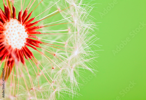 Obraz na płótnie canvas trzyczęściowy "tryptyk" Dandelion izolowanych na zielonym tle