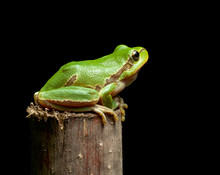 Tree Frog Sitting On Branch Top