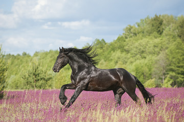 Fotoroleta koń niebo grzywa kwiat pole
