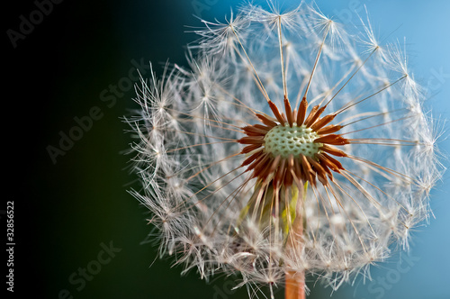 Obraz na płótnie canvas dwuczęściowy "dyptyk" Dandelion - bliska