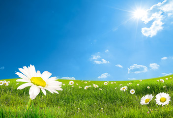 daisy