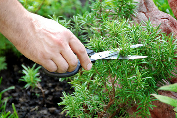 Rosemary seasoning garden