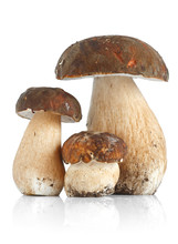 Tre Funghi Porcini - Three Boletus Edulis Mushrooms