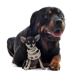 Poster - rottweiler et chihuahua