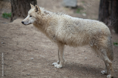 Plakat na papierze fotorealistycznym Arktyczny wilk (canis lupus arctos) znany jako polarny wilk lub biały wilk