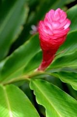 Beautiful Tropical Red Ginger (Alpinia Purpurata) Flower