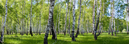 Obraz w ramie summer birch forest landscape