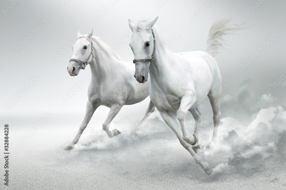 White horses - obrazy, fototapety, plakaty 