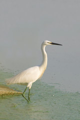 Little Egret (Egretta garzetta) looking for food