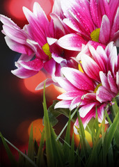 Wall Mural - beautiful flowers