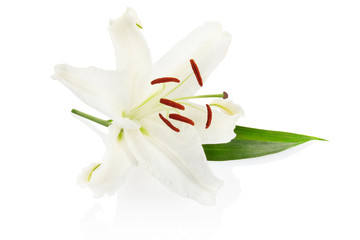 Wall Mural - white lily flower with clipping path