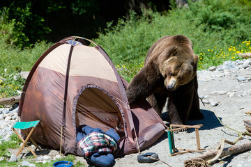 bear in camp