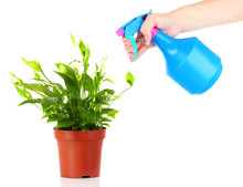 Someone Watering Flower With Spray Isolated On White