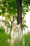 Fototapeta Koty - A cat in green grass