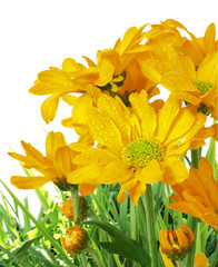 Wall Mural - beautiful flowers