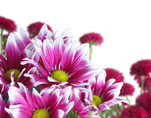 Wall Mural - beautiful flowers