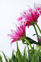 Wall Mural - beautiful flowers