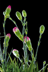 Wall Mural - beautiful flowers