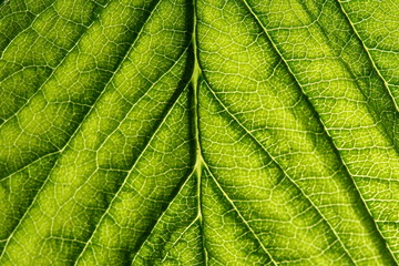 Wall Mural - green leaf vein