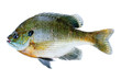 Bluegill sunfish, Lepomis Macrochirus, isolated on white