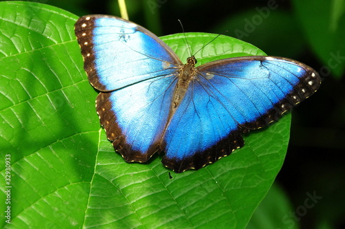 Tapeta ścienna Wspólny niebieski motyl morpho