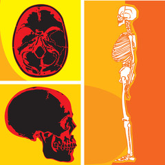 Human skeleton with skull and cerebellum