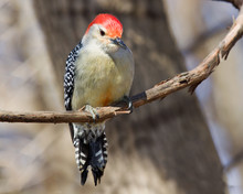 Inquisitive Red Bellied Woodpecker Perched On A Vine