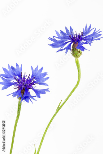 Board z aluminiowym obramowaniem Kwitnące chabry (centaurea cyanus), izolowane