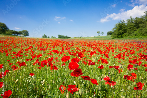 Nowoczesny obraz na płótnie Poppy field