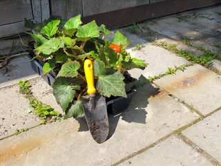 Wall Mural - Trowel and bedding plants