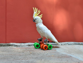 Parrot on rolls