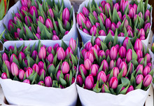 Colorful Tulips Closeup On Sale In Amsterdam Flower Market